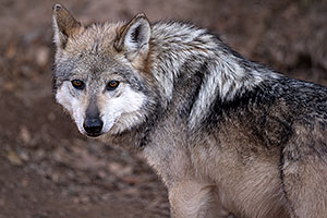 Female Mexican Wolf in Tucson