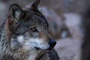 Mexican Wolf in Tucson