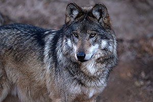 Mexican Wolf in Tucson