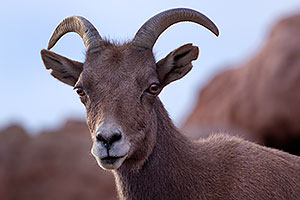Female bighorn sheep in Tucson