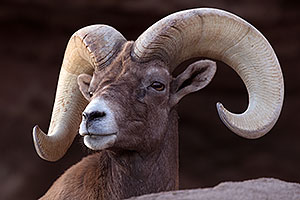 Bighorn sheep in Tucson