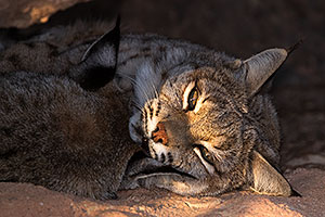 Bobcats sleeping in Tucson