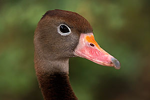 Black Bellied Whistling Duck in Tucson
