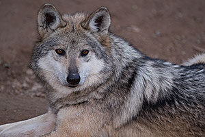 Female Mexican Wolf in Tucson