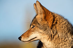 Coyote in Tucson