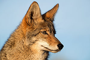 Coyote in Tucson
