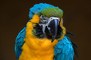 Blue-and-Gold Macaw in Tucson