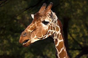 Giraffe at Reid Park Zoo