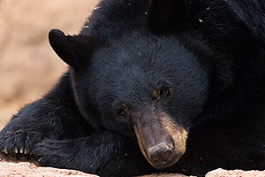 Black Bear at Arizona Sonora Desert Museum