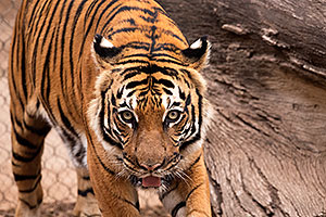 Malayan Tiger in Tucson