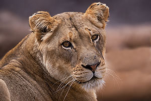 Lioness at Reid Park Zoo