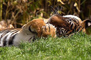Malayan Tiger at Reid Park Zoo