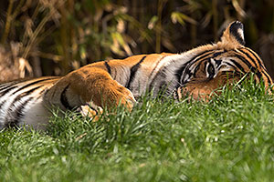 Malayan Tiger at Reid Park Zoo
