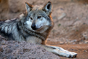 Mexican Wolf at Arizona Sonora Desert Museum