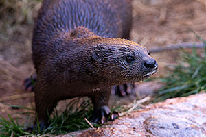 African Spotted Necked Otter at Reid Park Zoo