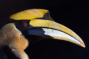 Great Hornbill at Reid Park Zoo