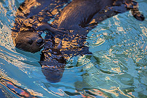 African Spotted Necked Otters at Reid Park Zoo