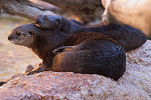 African Spotted Necked Otter at Reid Park Zoo