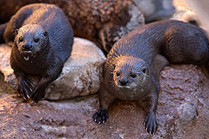African Spotted Necked Otters (female on the left) at Reid Park Zoo