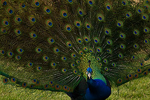Peacock at Reid Park Zoo