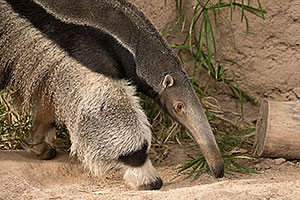 Giant Anteater at Reid Park Zoo