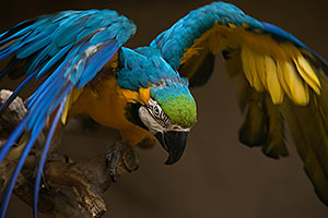 Blue-and-Gold Macaw at Reid Park Zoo