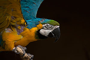 Blue-and-Gold Macaw at Reid Park Zoo