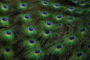 Peacock feathers at Reid Park Zoo
