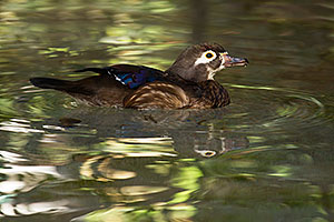 Wood Duck (female) at Reid Park Zoo