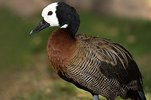White Faced Whistling Duck at Reid Park Zoo