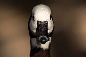 White Faced Whistling Duck at Reid Park Zoo