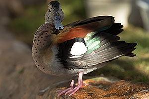 Ringed Teal (male) at Reid Park Zoo