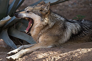 Mexican Wolf at Arizona Sonora Desert Museum