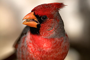 Desert Cardinal (Pyrrhuloxia) in Tucson