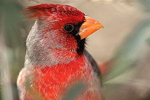 Desert Cardinal (Pyrrhuloxia) in Tucson