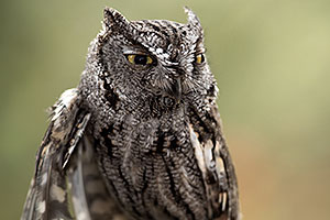 Western Screech Owl in Tucson