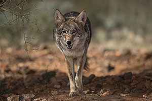 Coyote at Arizona Sonora Desert Museum