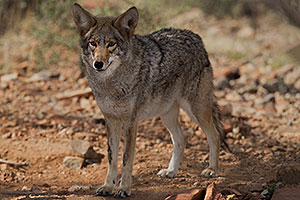 Coyote at Arizona Sonora Desert Museum