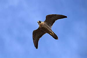 Peregrine Falcon at Arizona Sonora Desert Museum