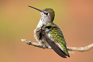 Annas Hummingbird at Arizona Sonora Desert Museum