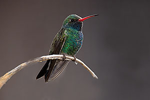 Broad Billed Hummingbird at Arizona Sonora Desert Museum