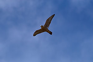 Peregrine Falcon at Arizona Sonora Desert Museum