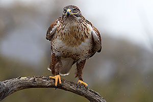 Ferruginous Hawk at Arizona Sonora Desert Museum