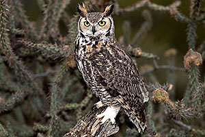 Great Horned Owl at Arizona Sonora Desert Museum