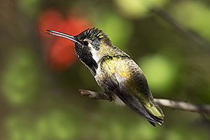 Costas Hummingbird male at Arizona Sonora Desert Museum