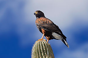 Harris Hawk at Arizona Sonora Desert Museum