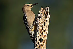Gila Woodpecker (male) in Tucson