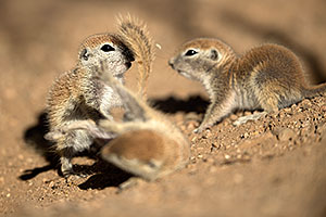 Round Tailed Ground Squirrels