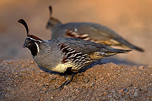Gambels Quail male with female in Tucson