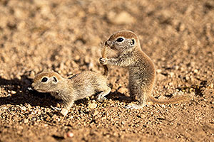 Round Tailed Ground Squirrels